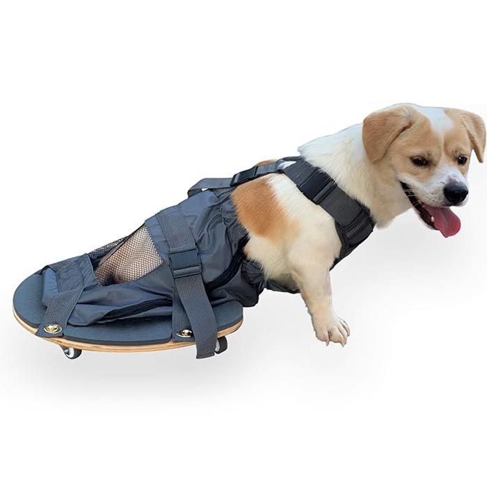 Pet Limb Paralysis Scooter - Ett viktigt verktyg för husdjursägare