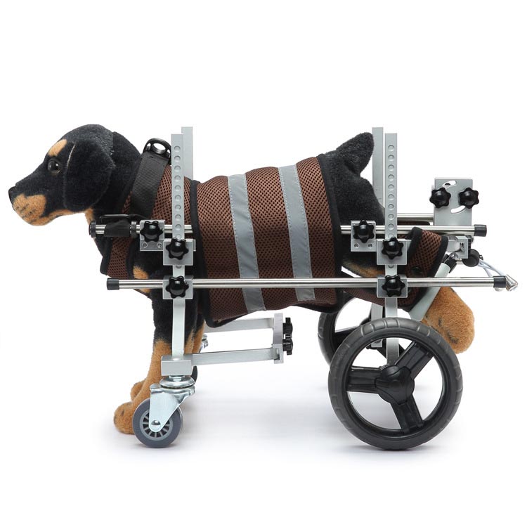 Hur kan man hålla en funktionshindrad hund aktiv via en funktionshindrad rullstol eller på annat sätt?